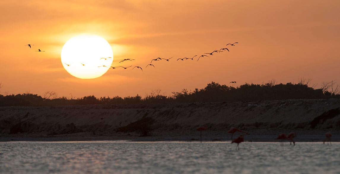 Flamingos in Rio Lagartos, Mexico.